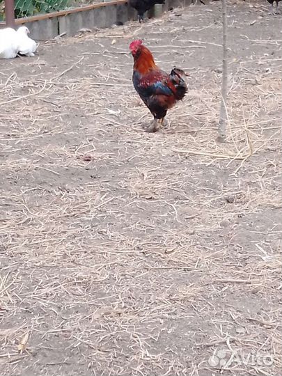 Молодые петухи