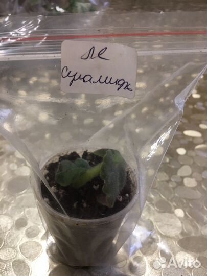 Сортовые фиалки