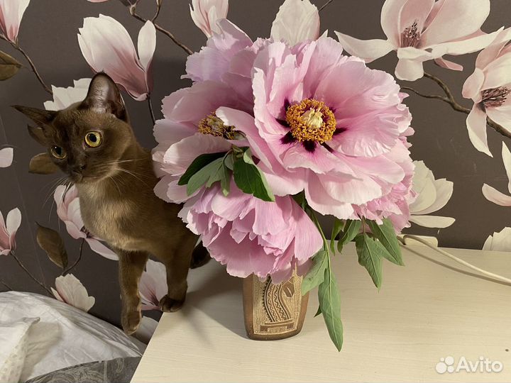 Пион древовидный