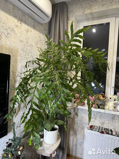 Папортник флебодиум полиподиум