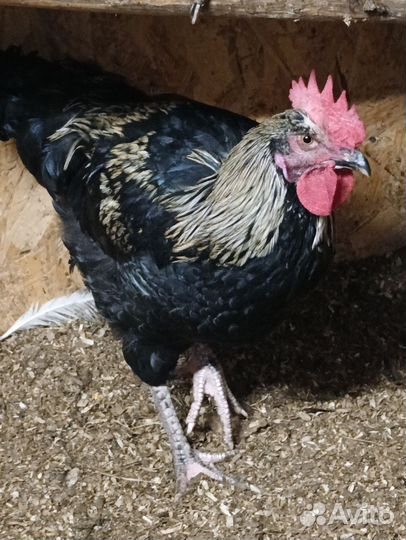 Молодые петухи