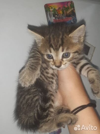 Отдам бесплатно