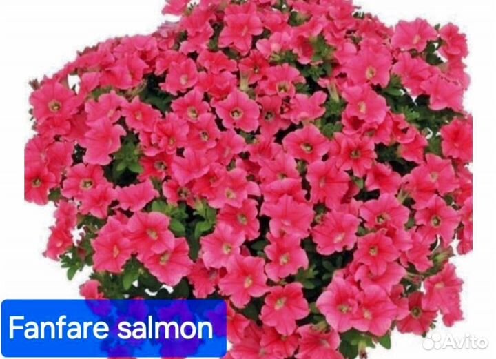 Вегетативная петуния