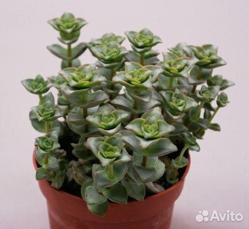 Крассула перфората