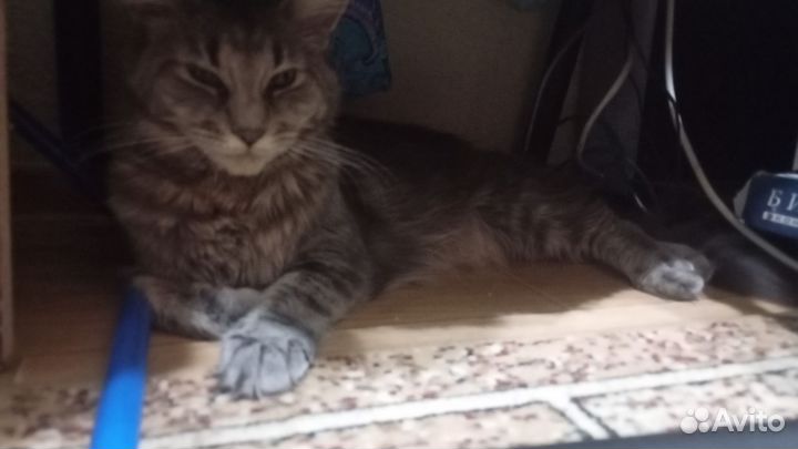 Отдам бесплатно