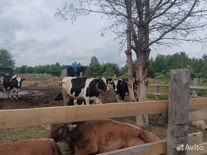 Дойная корова