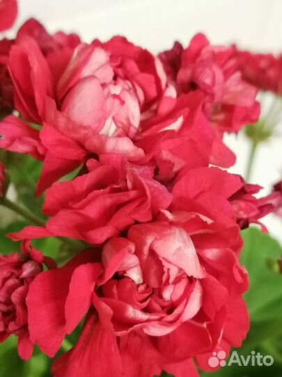 Пеларгонии сортовые