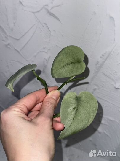 Сциндапсус платинум