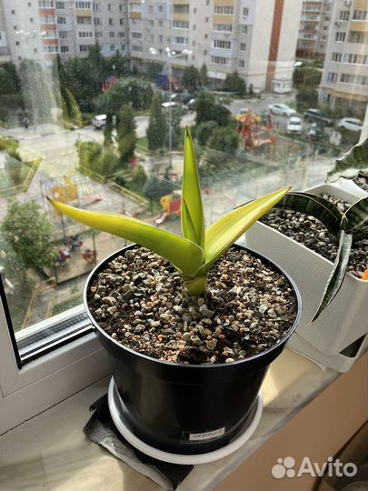 Сансевиерия Звездная Канарейка, Уитни