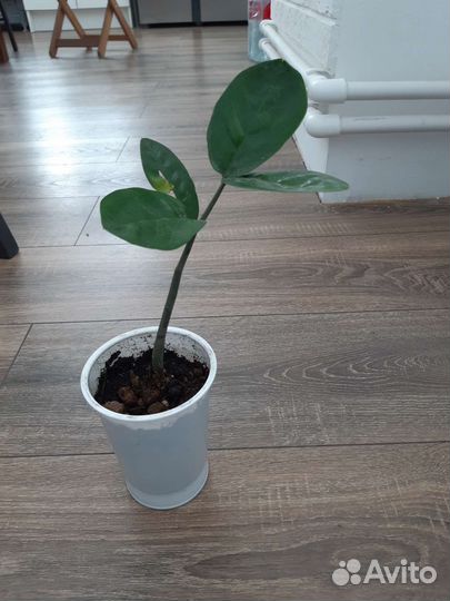 Замиокулькас