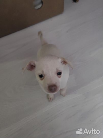 Той-терьер щенки