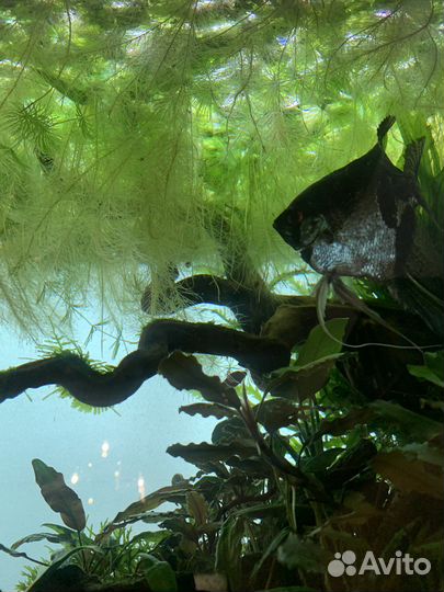 Пистия. Растения для аквариума и террариума