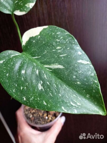 Монстера Тайское созвездие и Альба