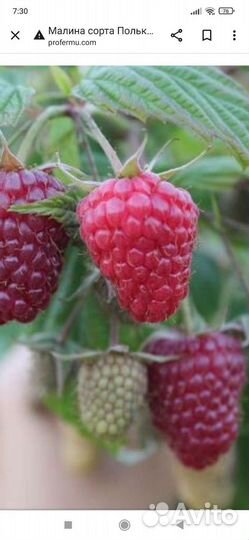 Саженцы малины и ежемалина