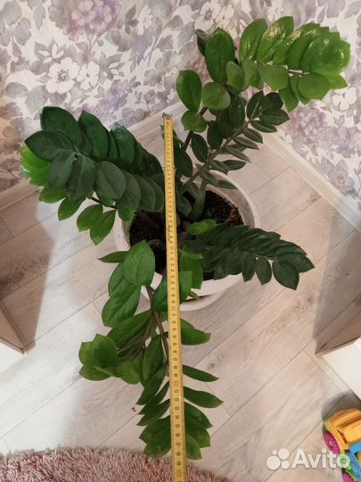 Замиокулькас