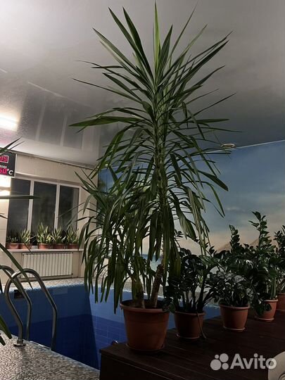 Комнатные растения