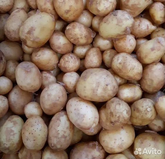 Доставка картофеля