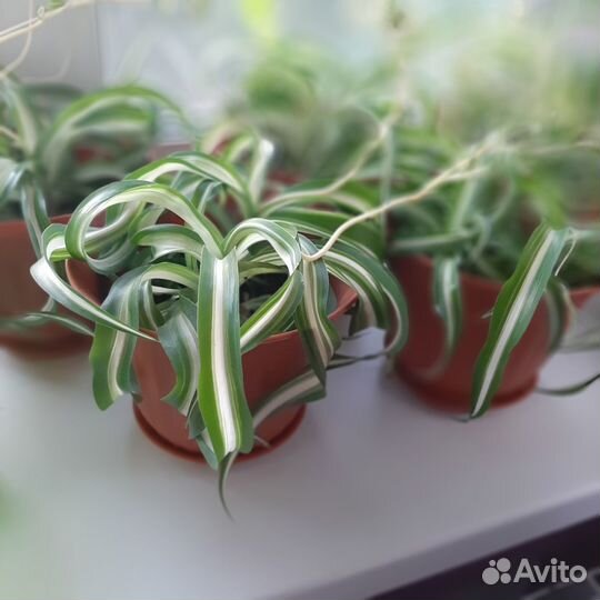 Садовые и комнатные цветы