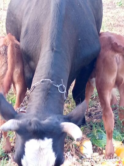 Корова дойная