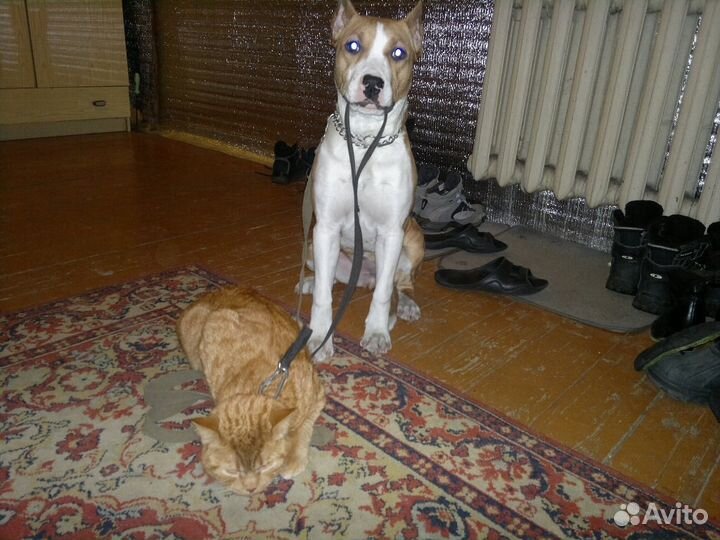 Воспитание собаки