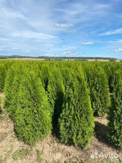 Туя Смарагд 140 см