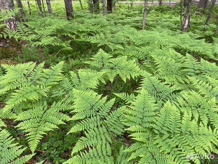 Скрутки папоротника из Карелии
