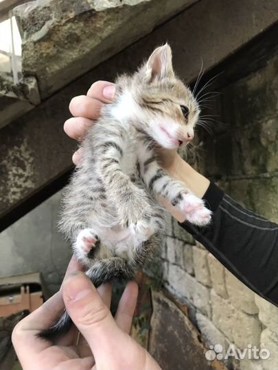 Котики в добрые руки