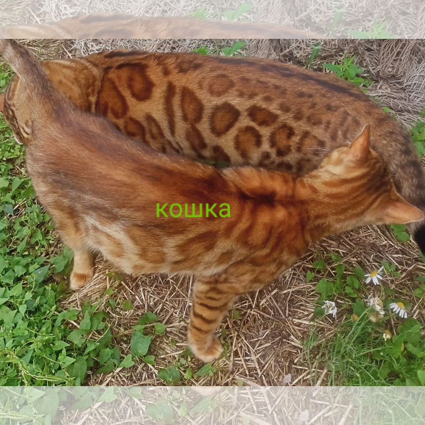 Бенгальская кошка