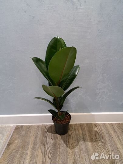 Фикус эластика chloe d14