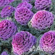 Семена Капусты декоративной, дыни,акации,плюща