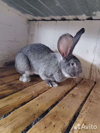 Продаются кролики