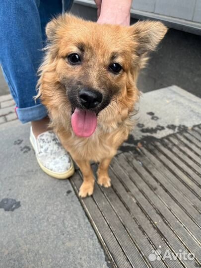 Собака найдена