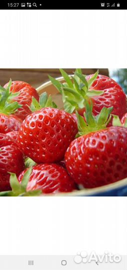 Клубника саженцы