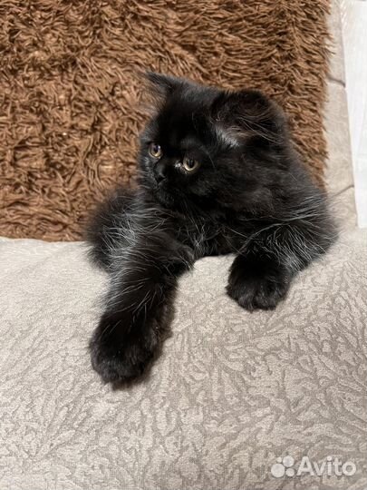 Персидская