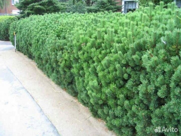 Сосна для изгороди 100шт