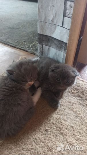 Британская