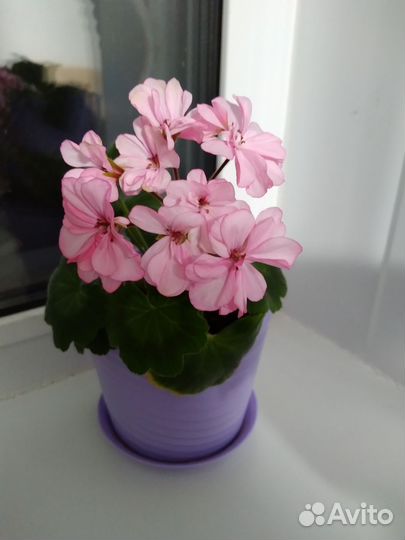 Герань пеларгония