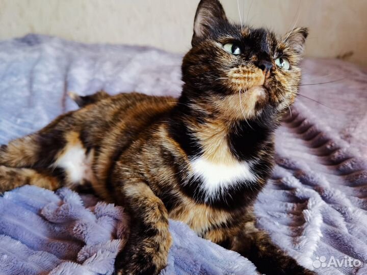 Самая лучшая котейка