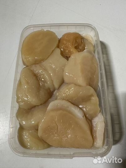 Гребешок Приморский