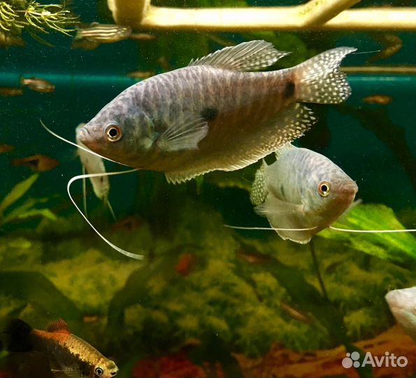 Аквариумные рыбки