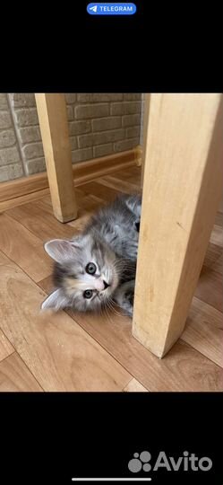 Кошечка в добрые руки
