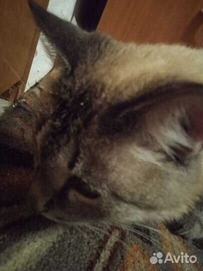 Нашли кота в 3 мкр взять не можем помогите