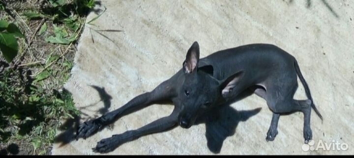 Мексиканская голая собака