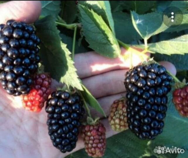 Ежевика Блэк Сатин