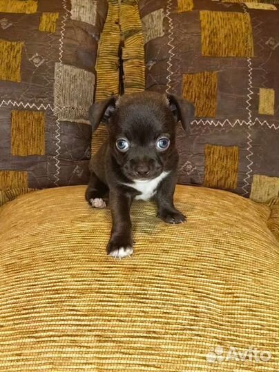 Щенки чихуахуа