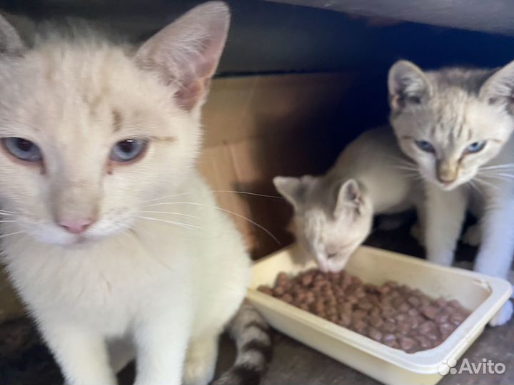 Тайские котята бесплатно