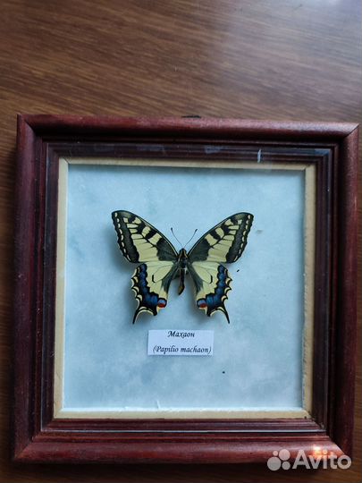 Бабочка махаон в рамке