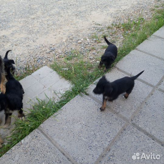 Щенки в добрые руки