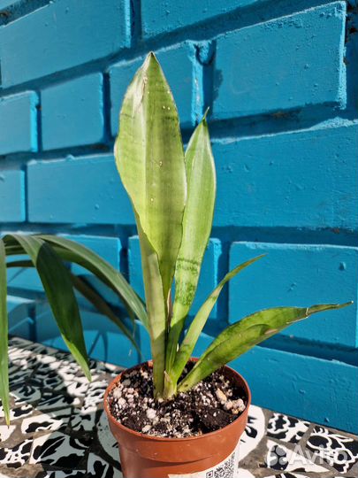 Сансевиерия Муншайн