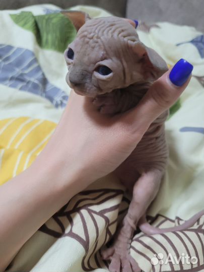 Канадский сфинкс котенок